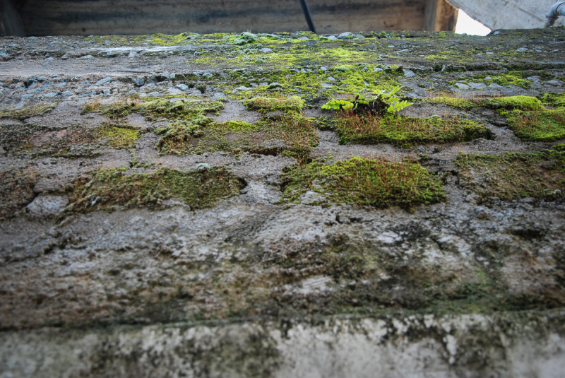 mossy-wall-1