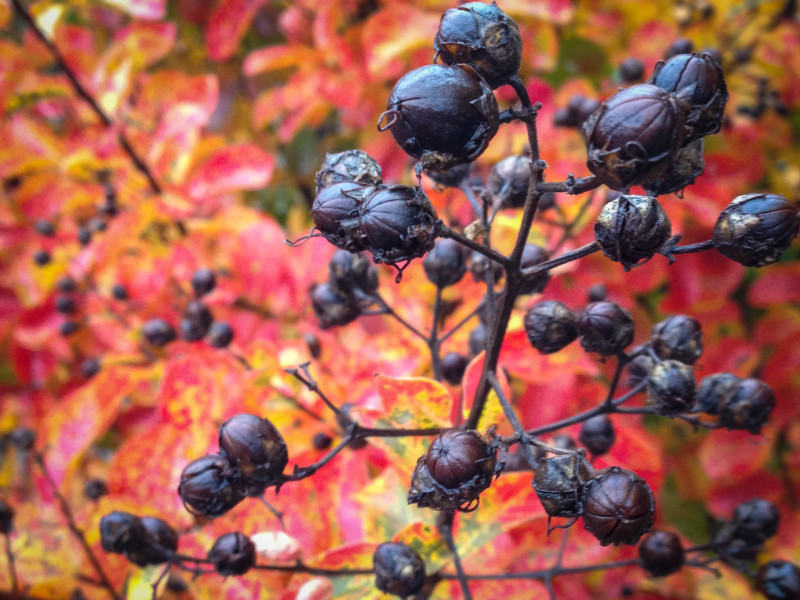 Beautiful fall colors on a crepe myrtle in North Little Rock, AR