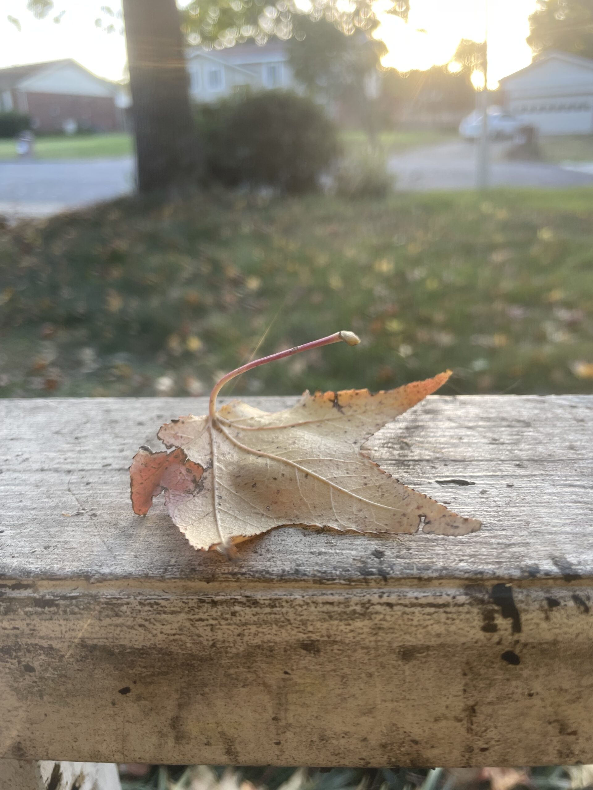 Brown leaf laying on our white porch rail.
